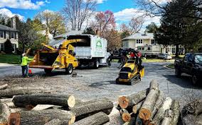 Best Tree Preservation Services  in Country Clu, CA