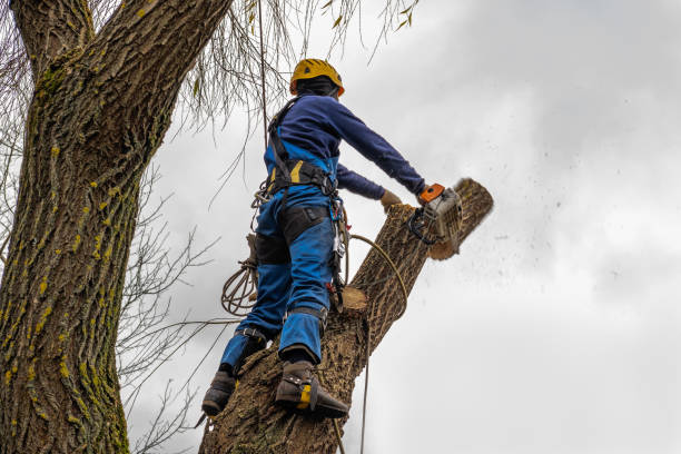 Reliable Country Clu, CA  Tree Services Solutions