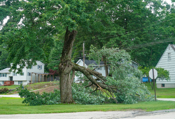 Best Commercial Tree Services  in Country Clu, CA