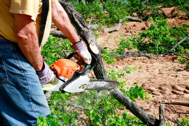  Country Clu, CA Tree Services Pros